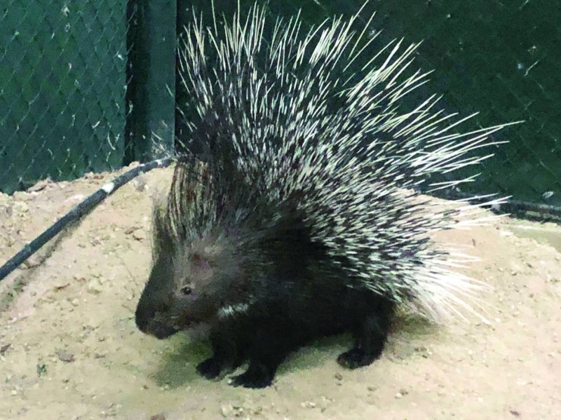 


النيص اختفى من البيئة الكويتية في السنوات الماضية 