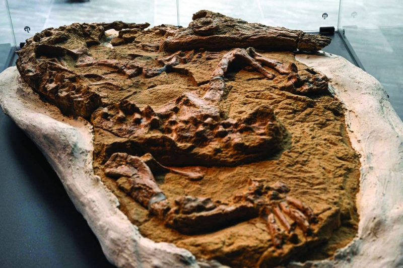 المتحجرة طولها نحو ثلاثة أمتار