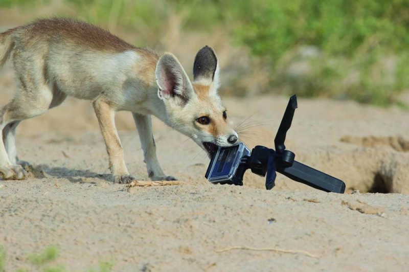 الحصني والبرد... متلازمة شتوية 
(تصوير أحمد الكندري)