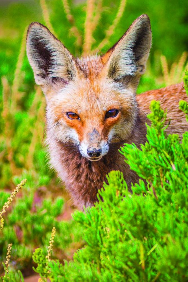 


الحصني وبرد منتظر 