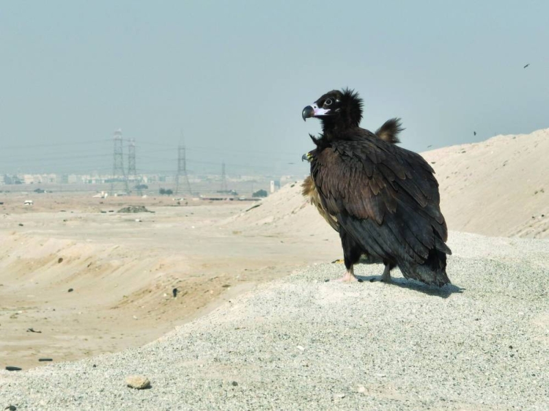 


النسر الأسود في الكويت 