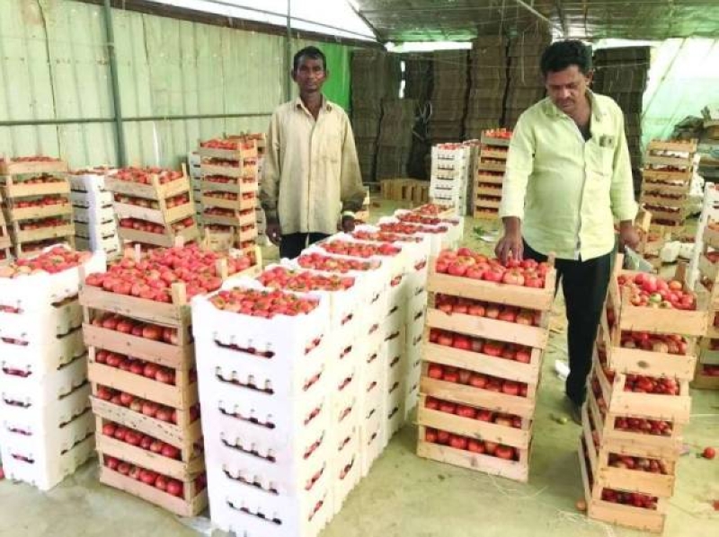 منتجات زراعية إنتاج الكويت          (أرشيفية)