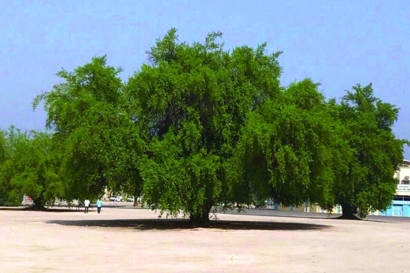 واحدة من أشجار البلاد المعمّرة 