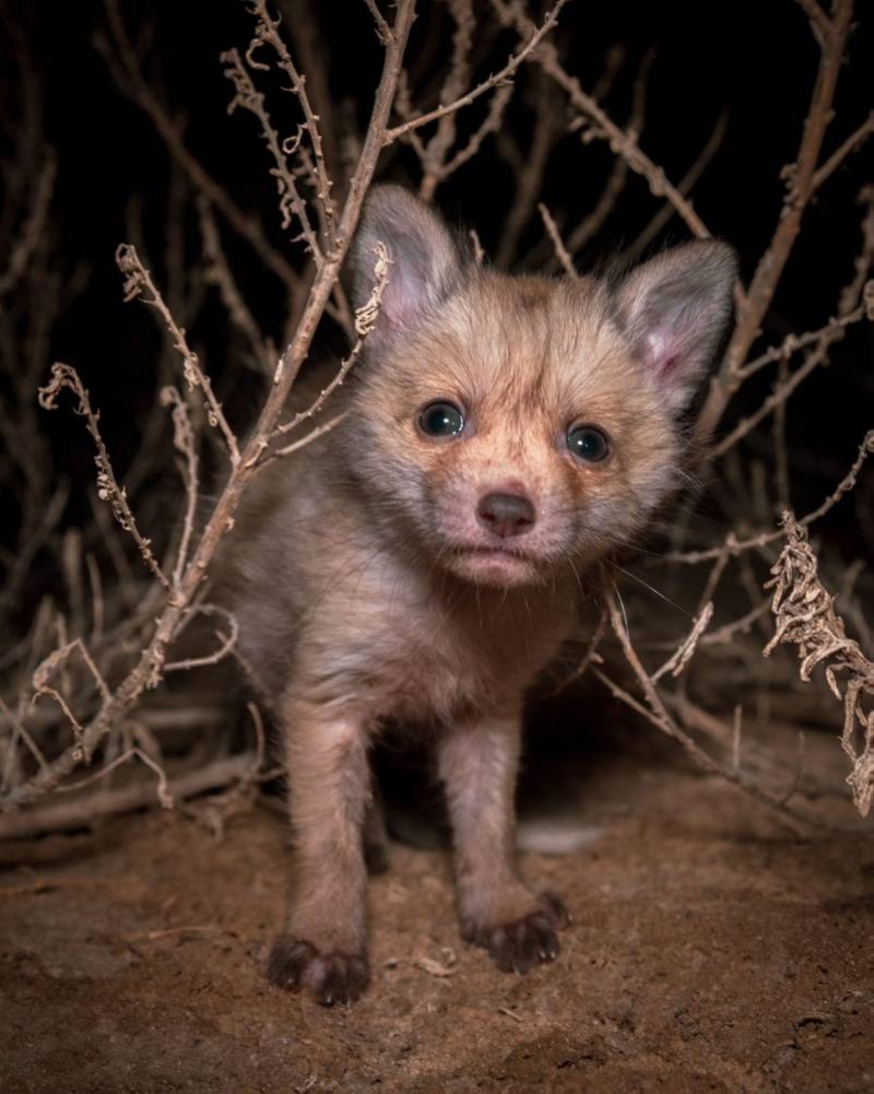 صغير الحصني