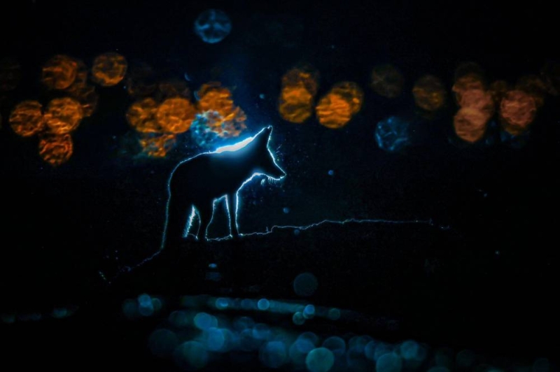 الحصني ينشط ليلاً