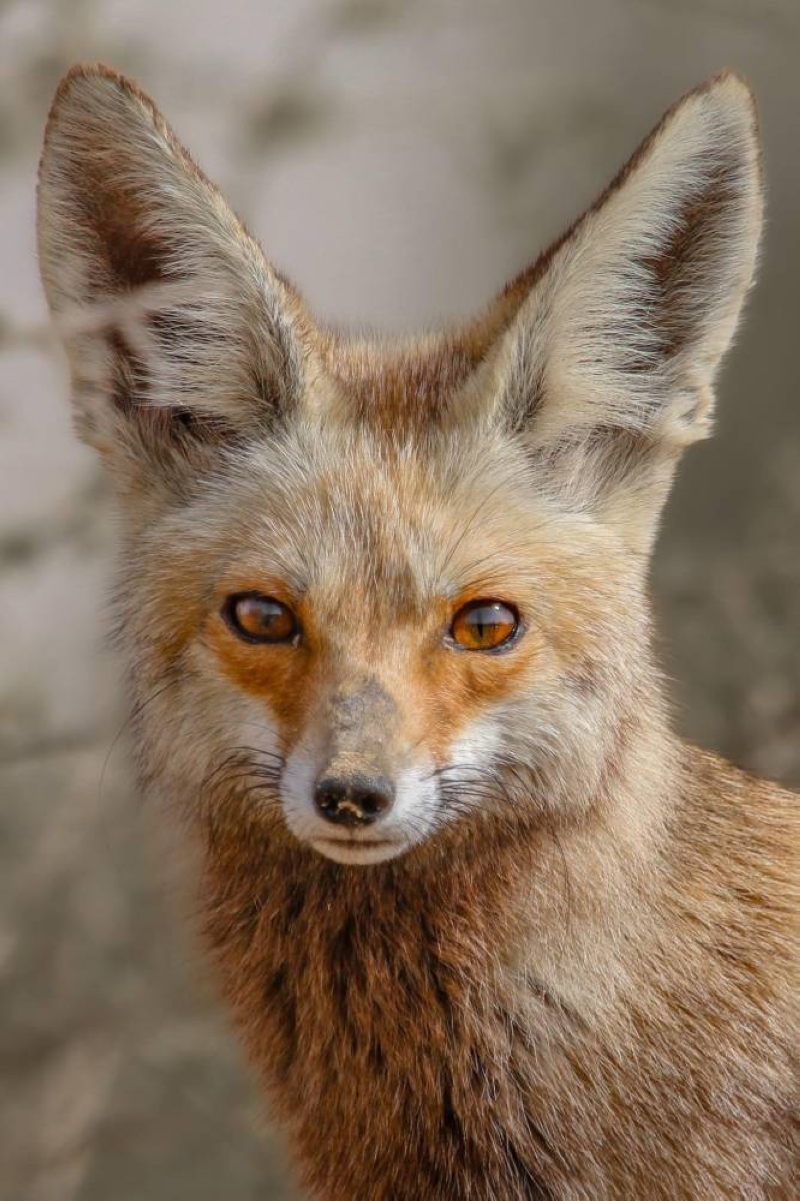 الثعلب الأحمر العربي (الحصني)