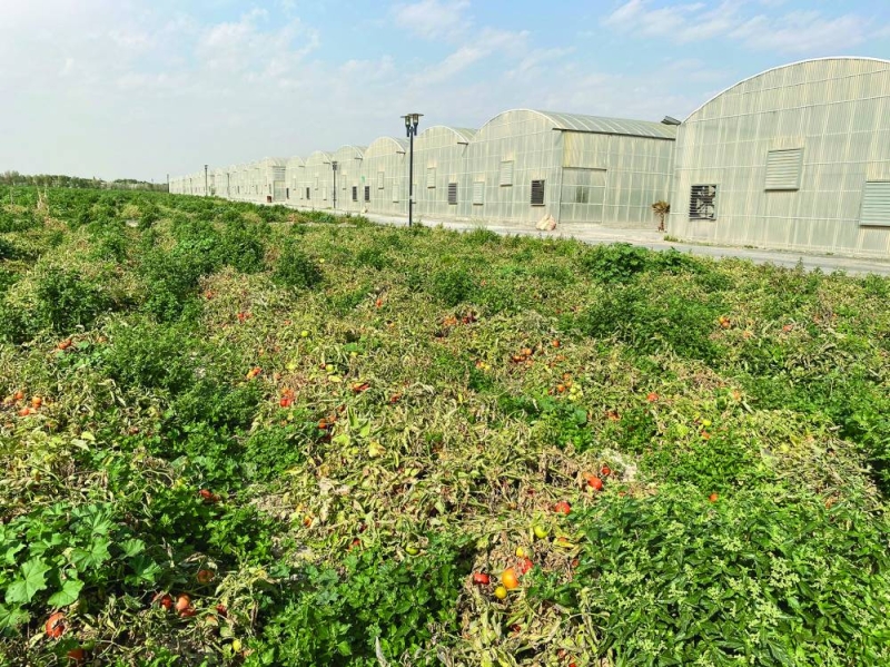 


 الطماطم الحقلية في إحدى مزارع العبدلي 