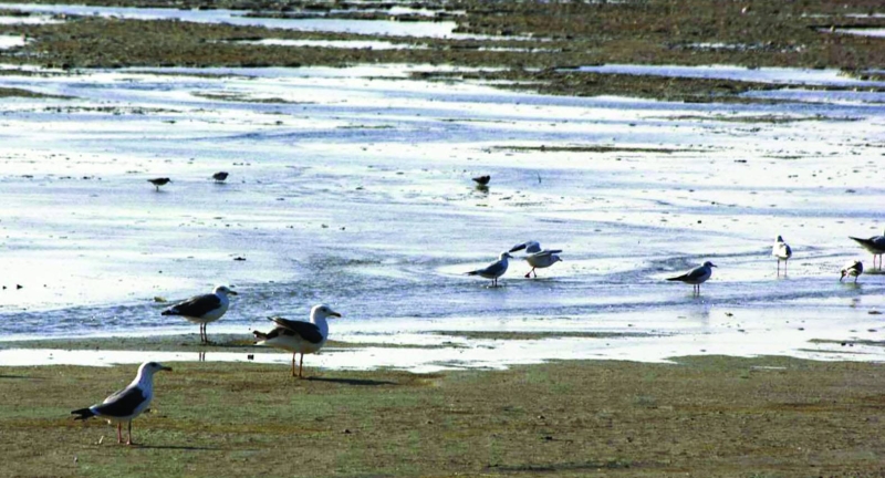 


النوارس في الكويت 