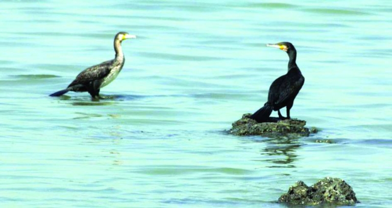 


طيور اللوهة 