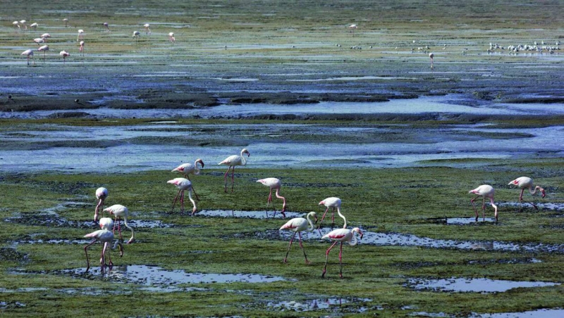 


الفلامينجو 