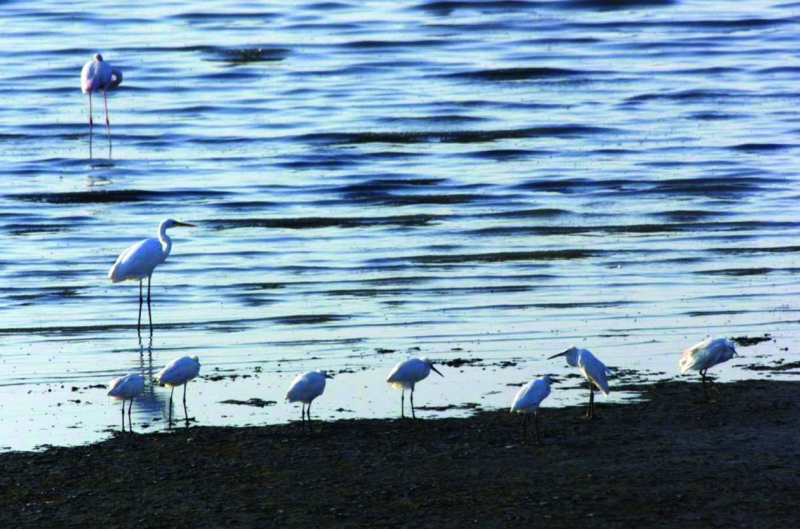 


البلشون الأبيض 