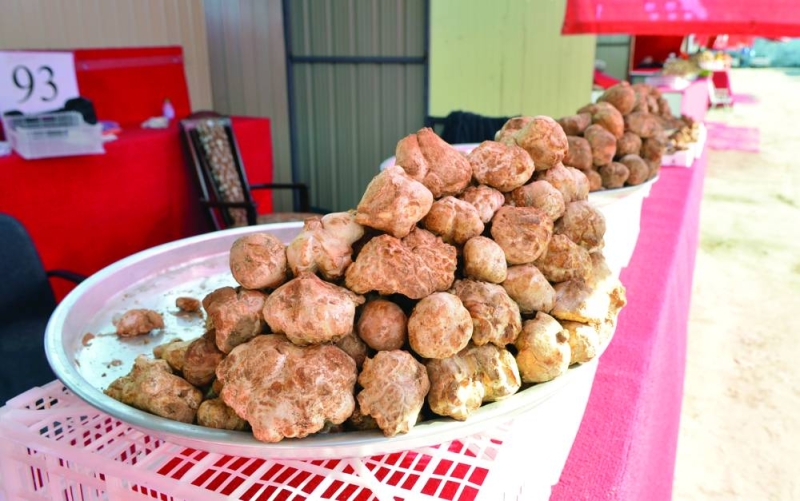 الفقع ثمرة محببة 