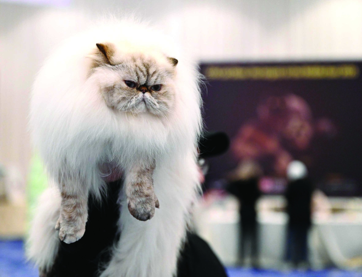 


إحدى القطط المشاركة في المسابقة 	( تصوير أسعد عبدالله)

 