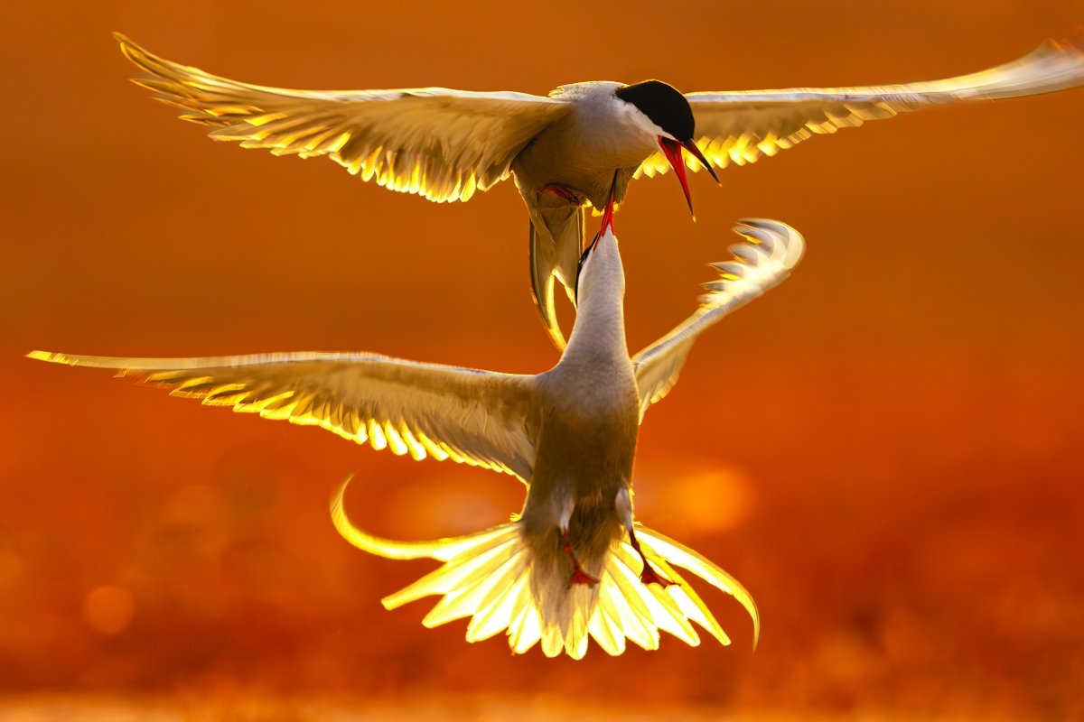 


الصورة الفائزة 