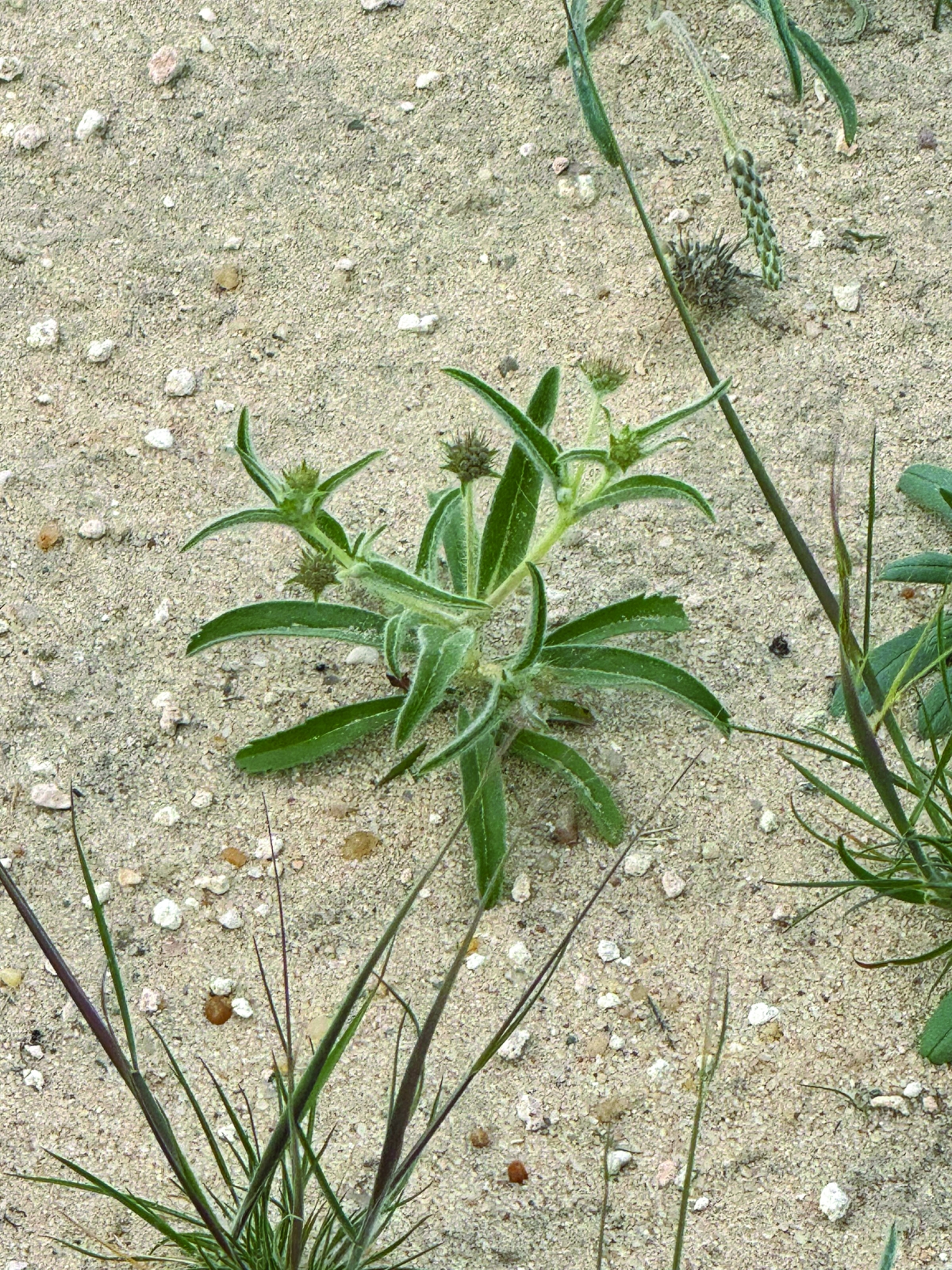 


نبات طربة أم قلاص 