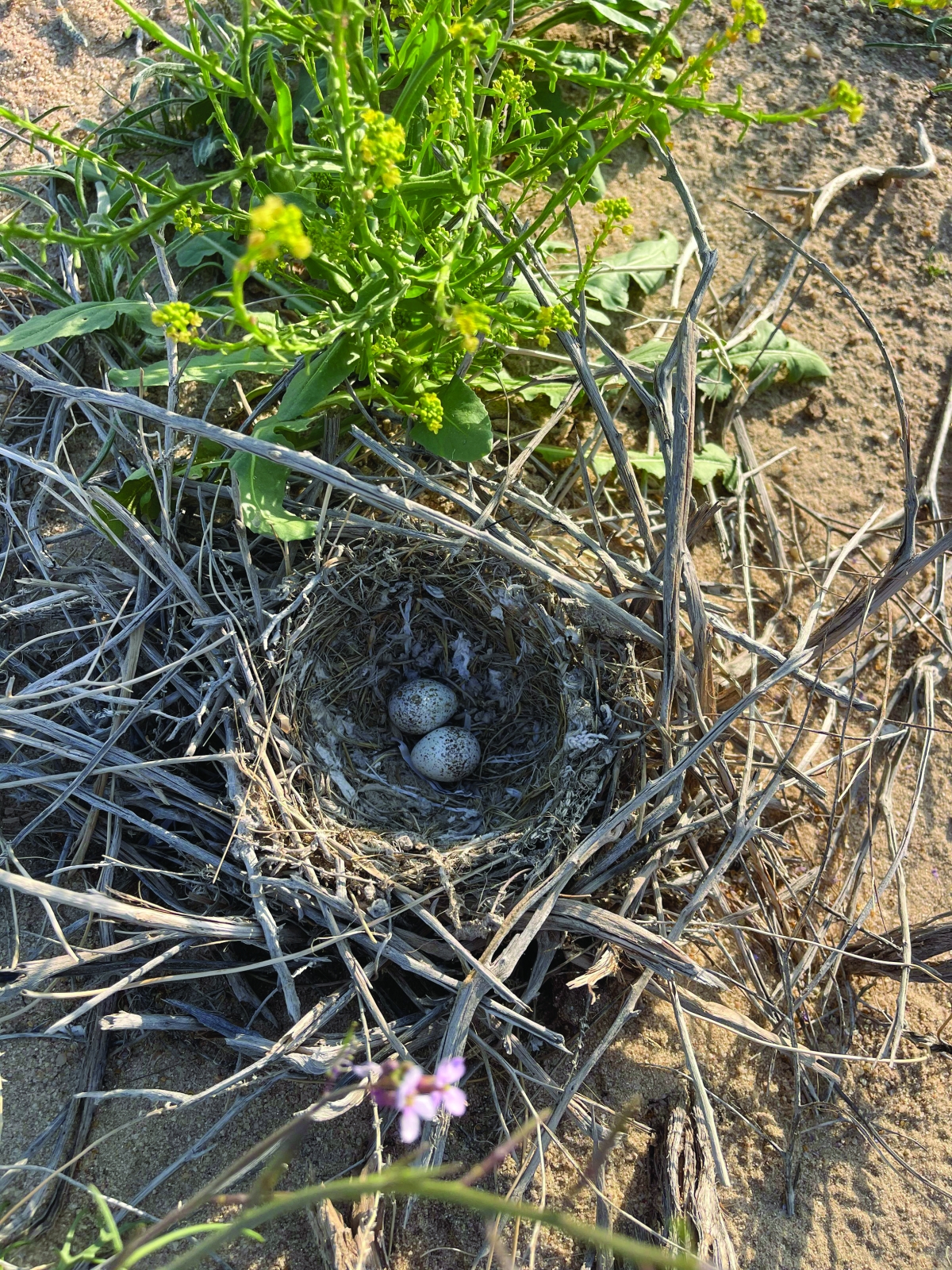 


بيضتا أم سالم 