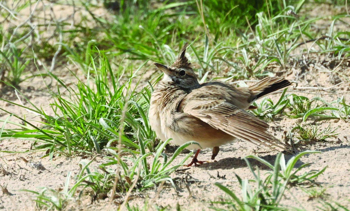 


القبرة المتوجة «القوبعة» 