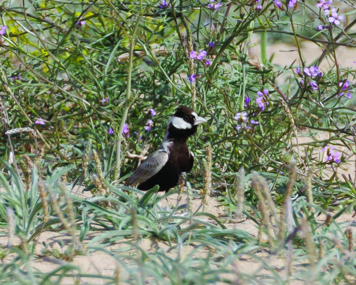 


قبرة سوداء الرأس 