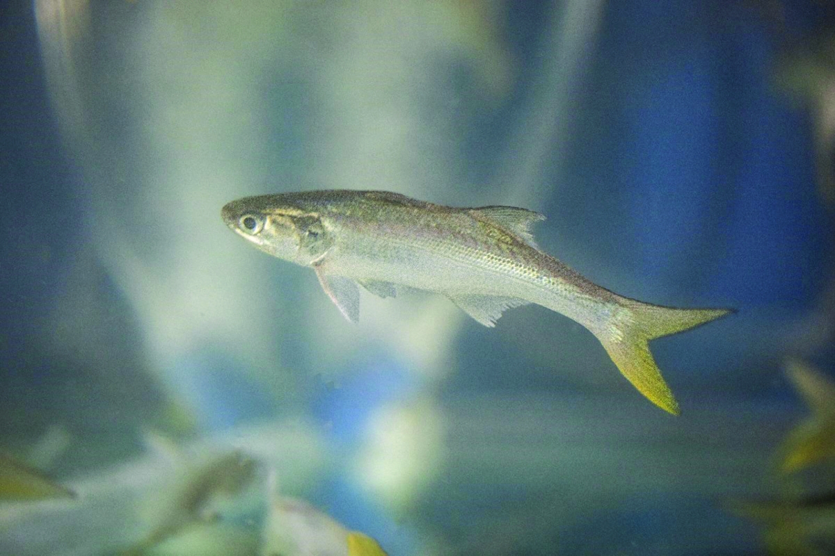 سمكة شيم في مياه الخليج