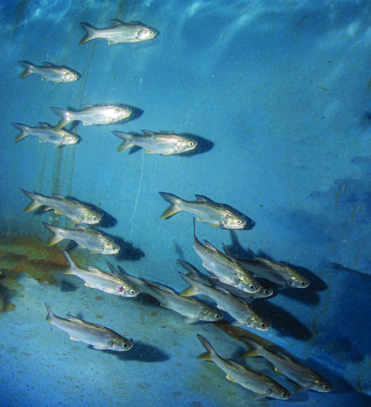 صيد الأمهات... لبدء الاستزراع 