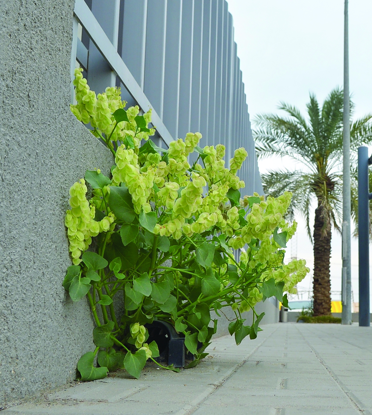 


الحميض... قوة وإصرار 