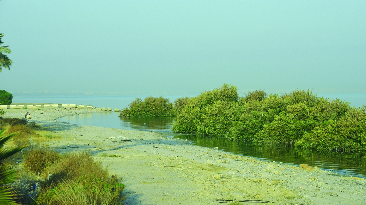 


مصدات نباتية لحماية الشاطئ من التآكل 