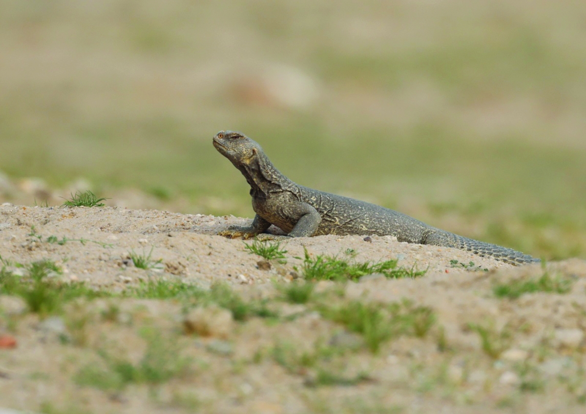 


ضب خارج للتو من جحره 