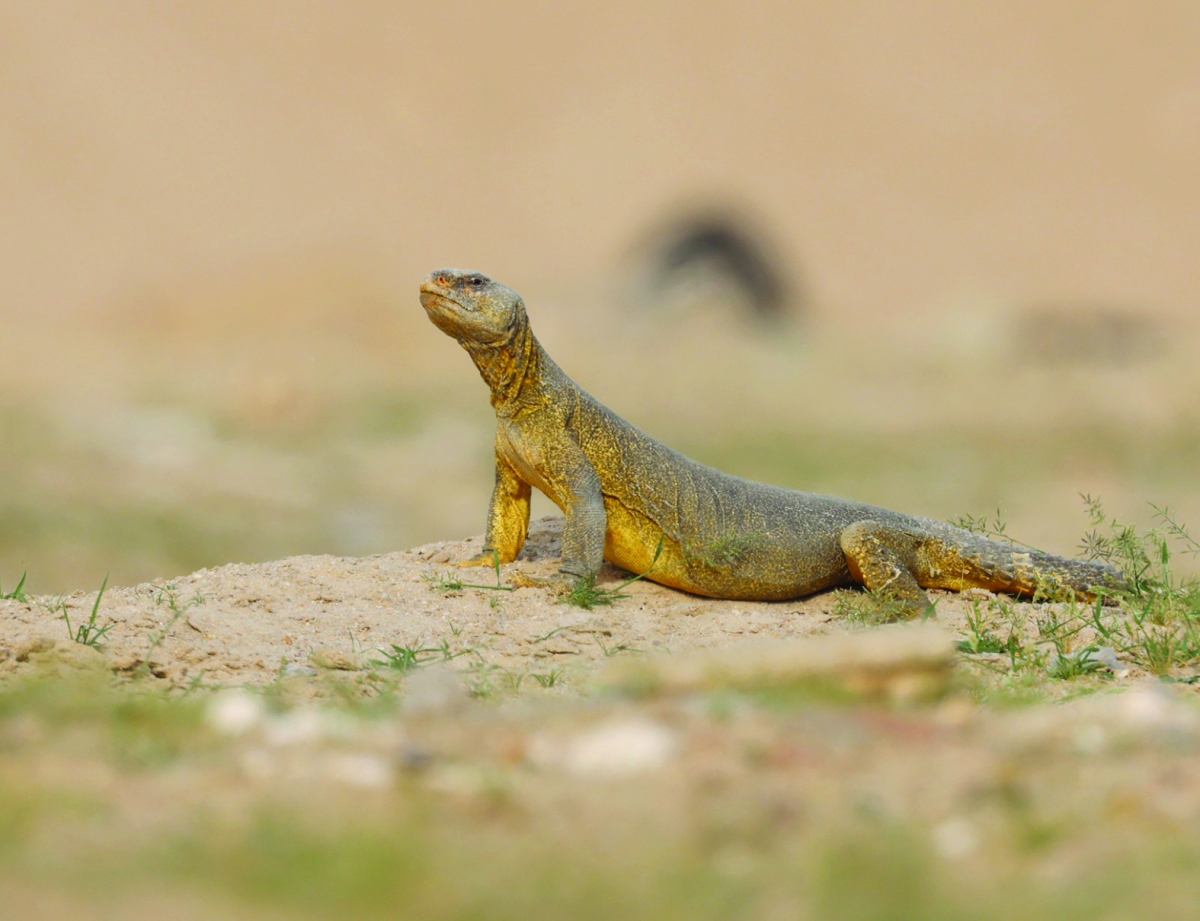 


لون الضب يتغيّر مع تعرضه للشمس تدريجياً 