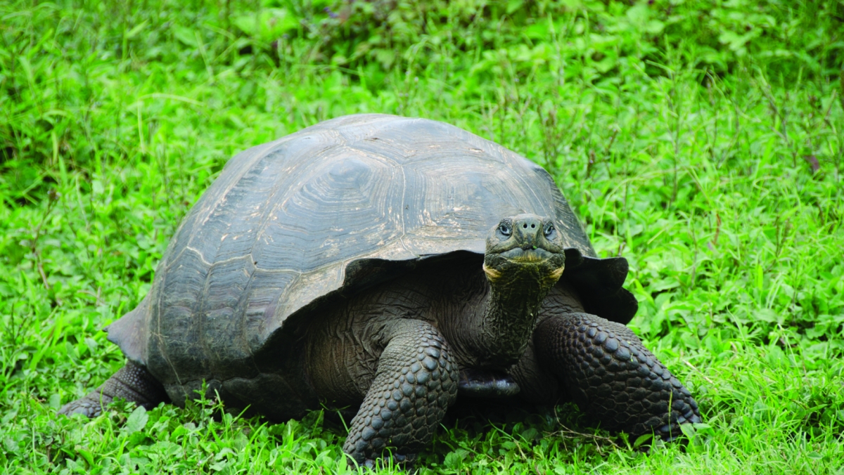 


سلحفاة غالاباغوس 