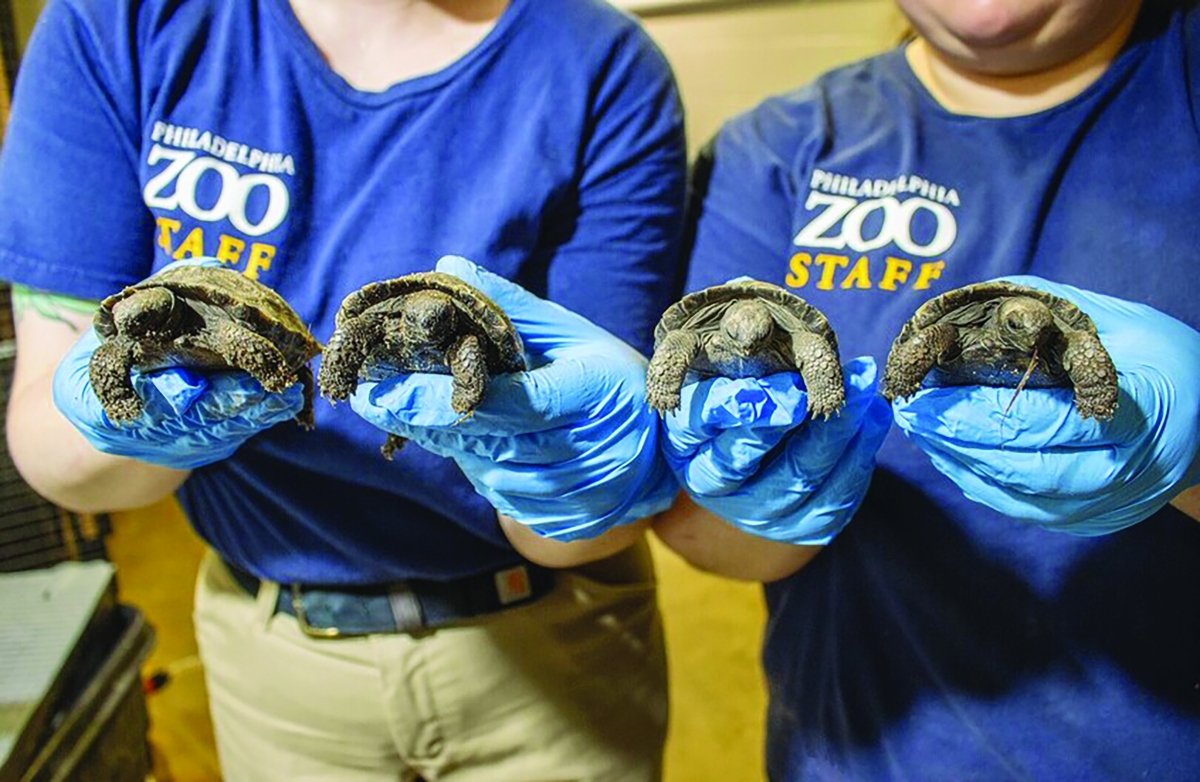 4 صغار في حديقة حيوان فيلادلفيا