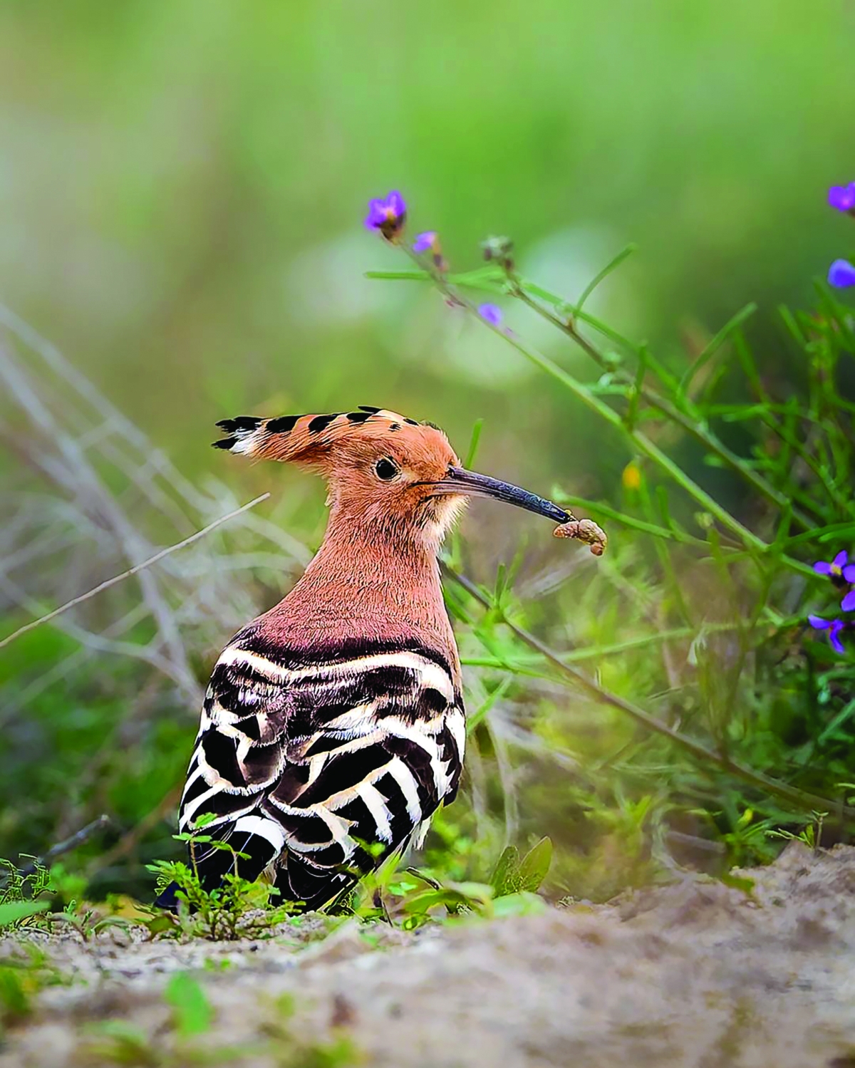 


هدهد بعدسة شذا الحاي عضو الفريق بالجمعية 