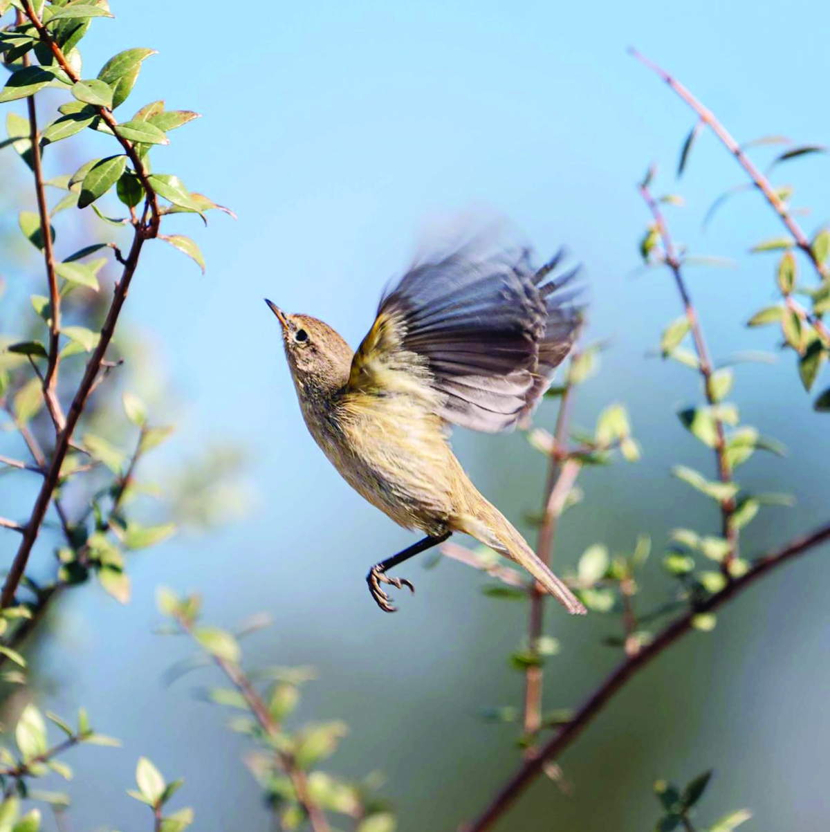 


الدخلة الشائعة (زعرة) بعدسة غازي بوحمد 