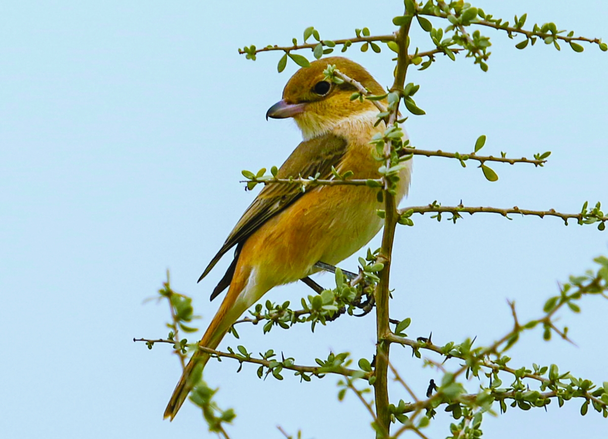اشول (صرد اشهاب) بعدسة أحمد الشواف