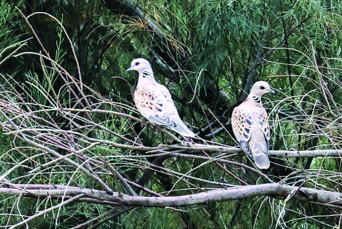 «القمر حمام بر» بعدسة طلال المويزري