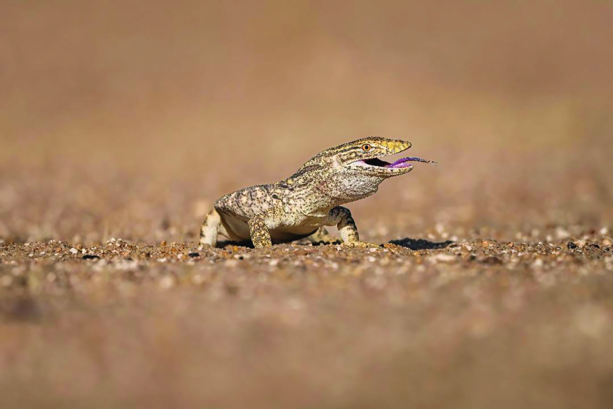 


عدسة الزيدان وثّقت الظهور النادر لـ «الورل الصحراوي» رغم قلة أعداده 