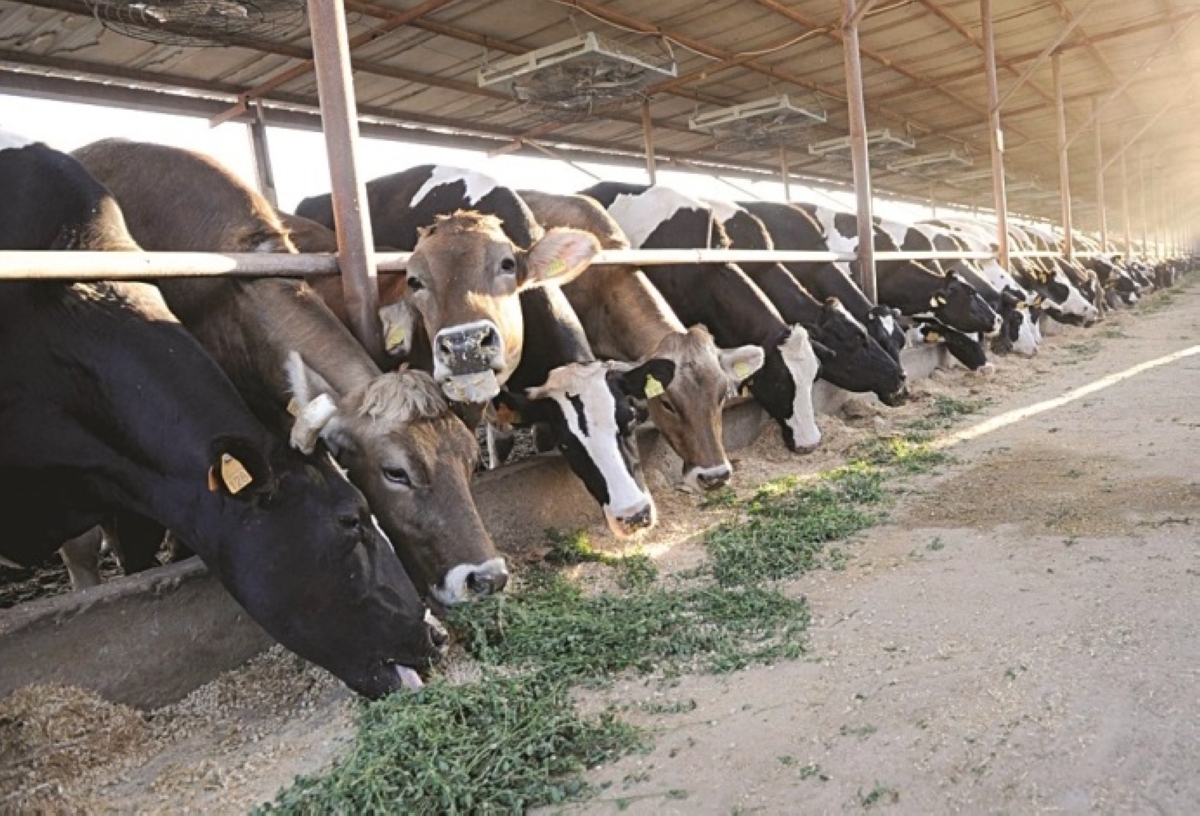 مزارع الأبقار في الصليبية (أرشيفية)