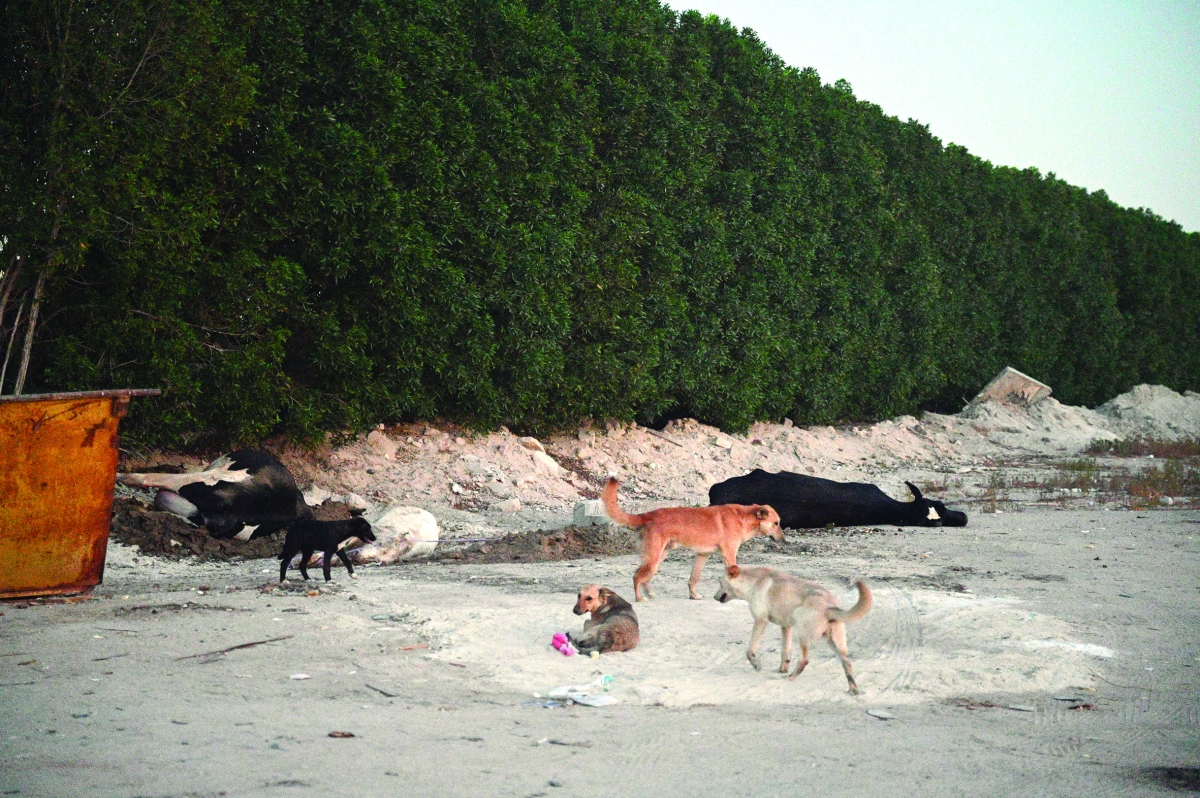 أبقار نافقة ملقاة عند حاويات القمامة تحيط بها الكلاب الضالة	 (تصوير نايف العقلة) 