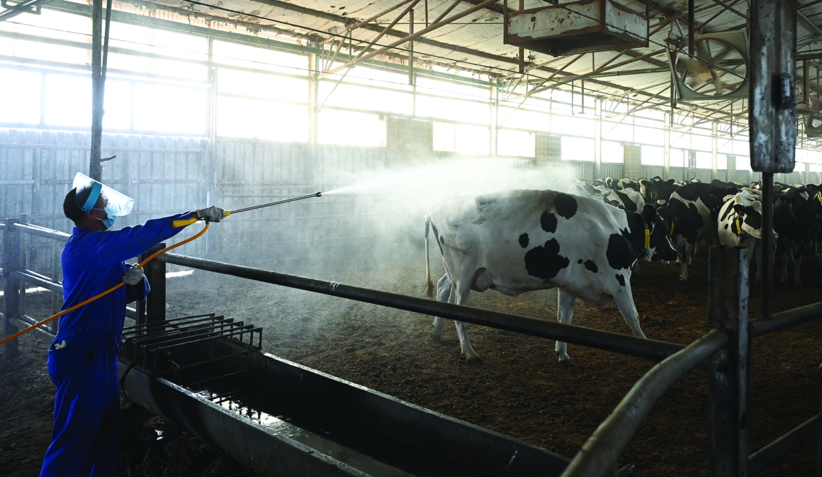 


تعقيم الحظائر والأبقار  	  (تصوير سعود سالم) 