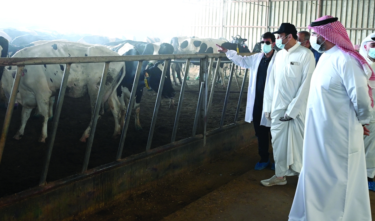 


الحاي يطلع على وضع الأبقار في إحدى المزارع 