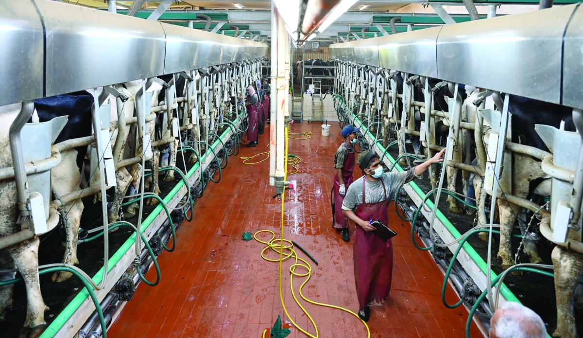 


عمليات تنظيف تسبق حلب الأبقار 