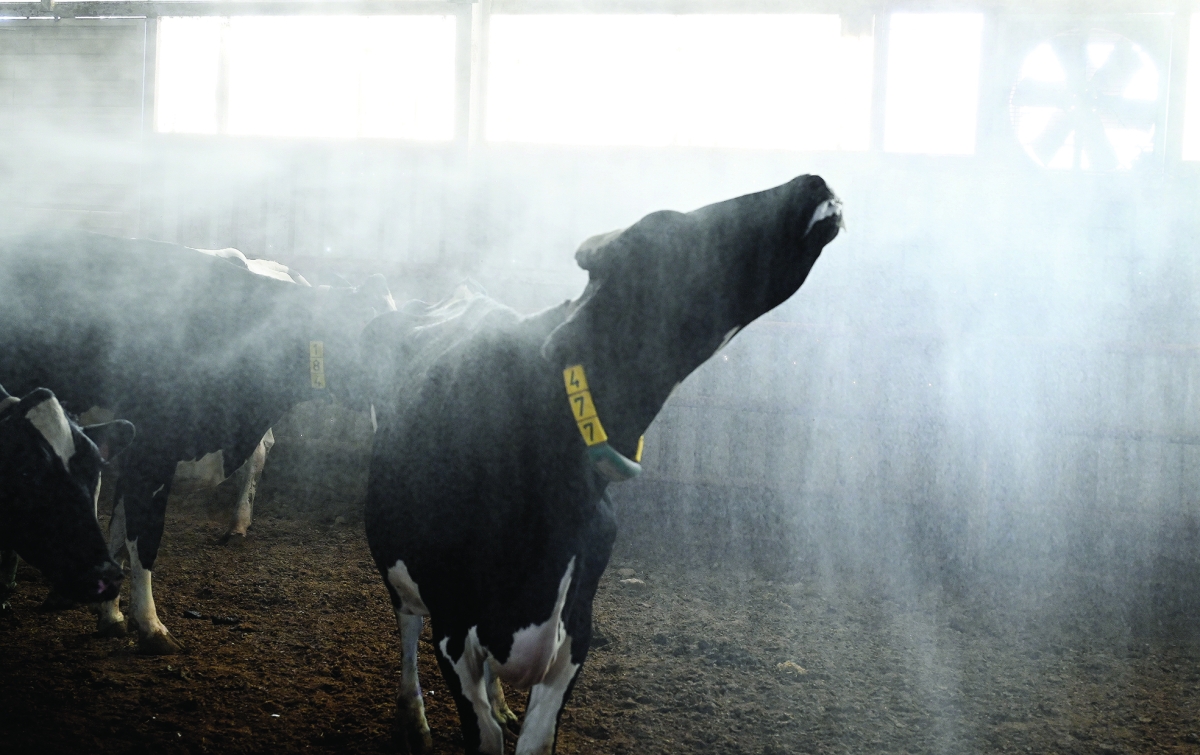 


عملية التعقيم في إحدى الحظائر 