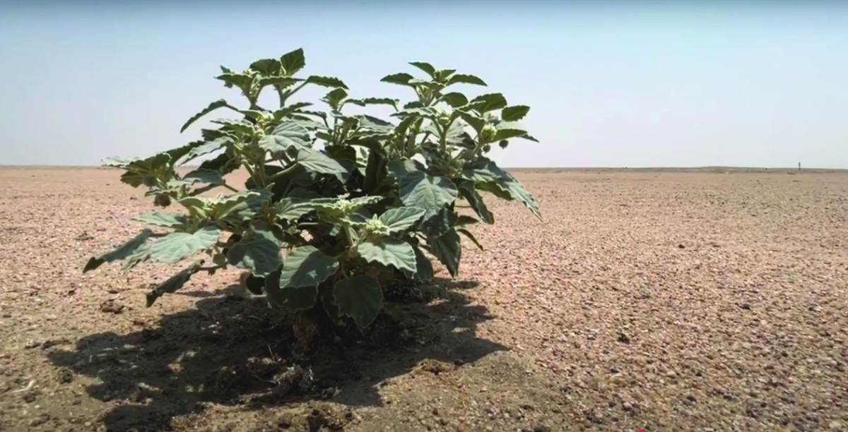 


نبتة في ظل حرارة «مطربة» 