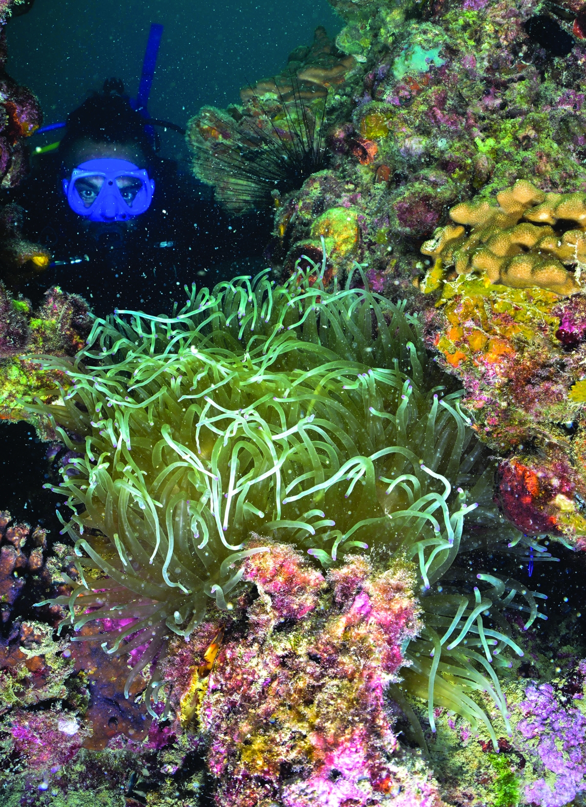 اهتمام خاص بشعاب جزيرة قاروه المرجانية 