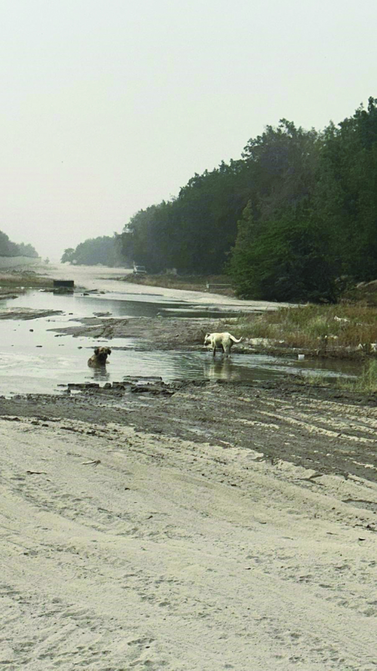 


مستنقعات آسنة على الطريق والكلاب الضالة تسبح فيها 