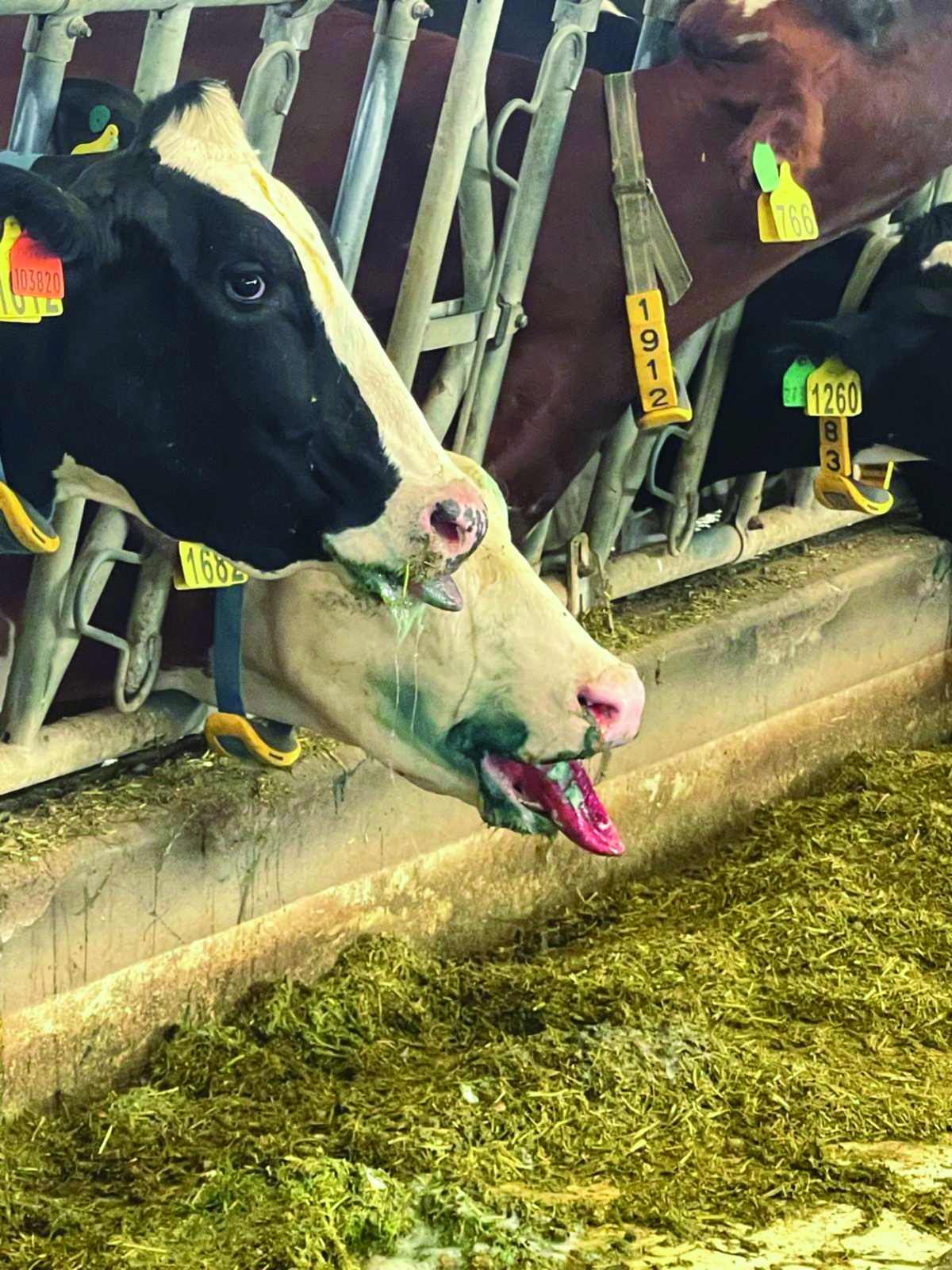 المرض سيطر على كثير من الأبقار 