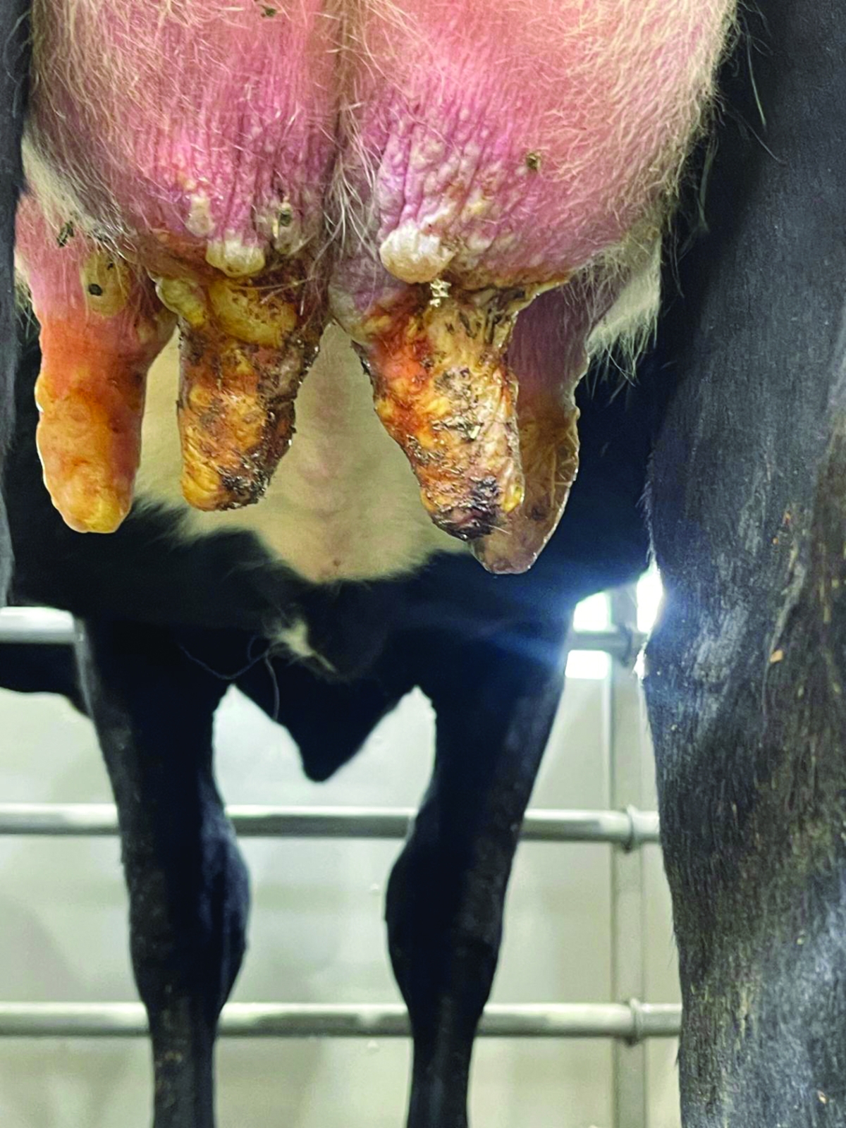 مرض التهاب الضرع يتفشى بين أبقار الصليبية 