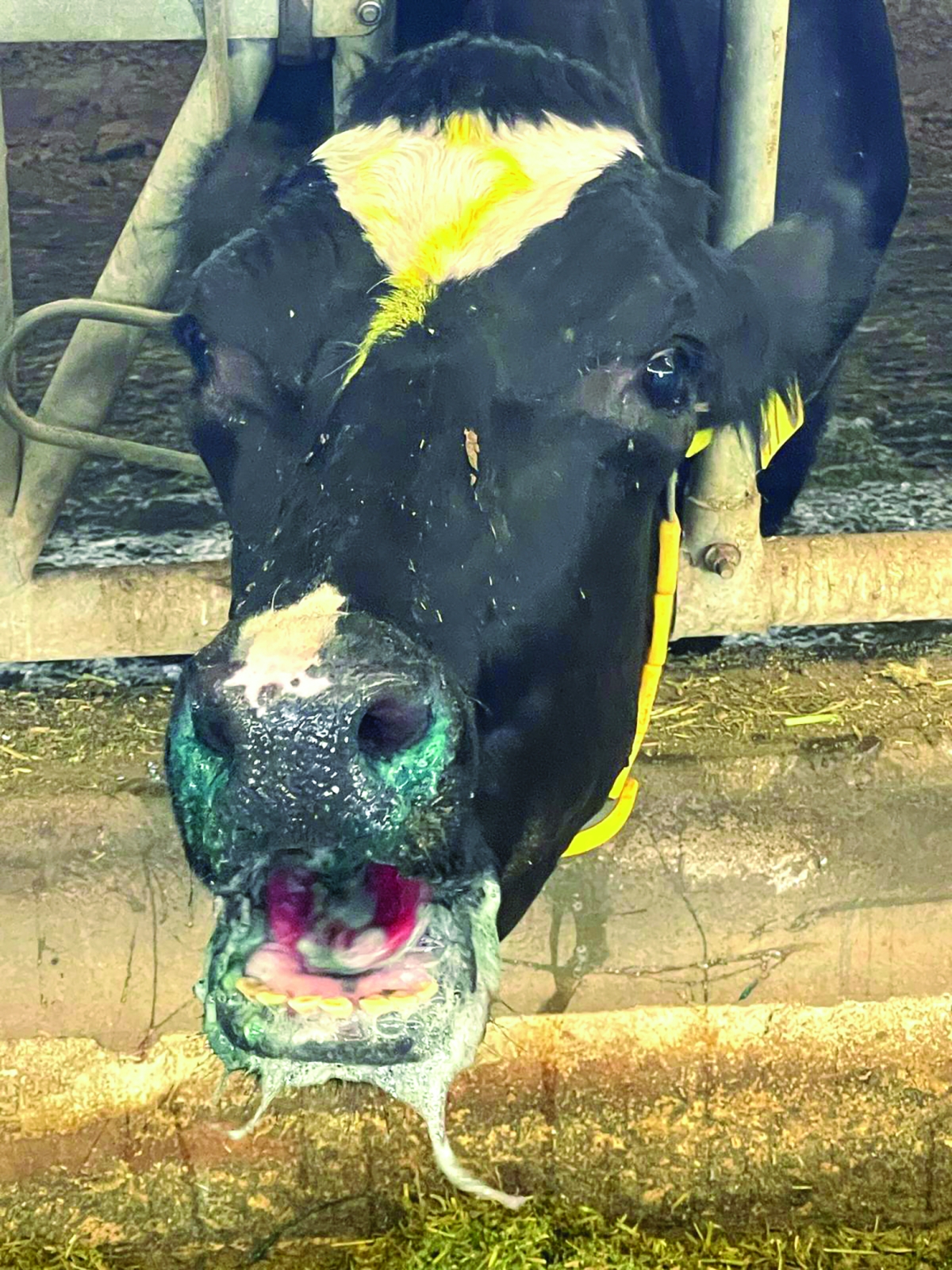 إحدى الأبقار المريضة 