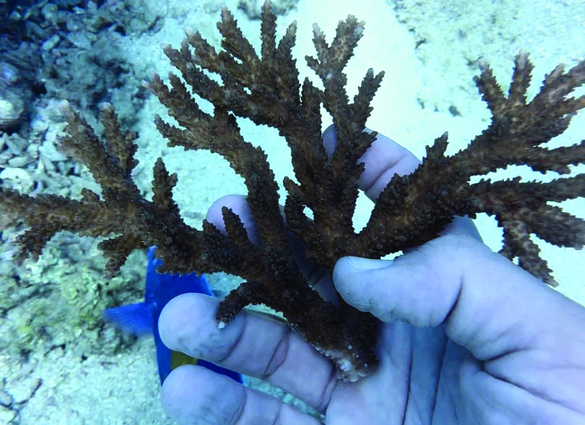 


جانب من عملية تأهيل الشعاب المرجانية في جزيرة قاروه 