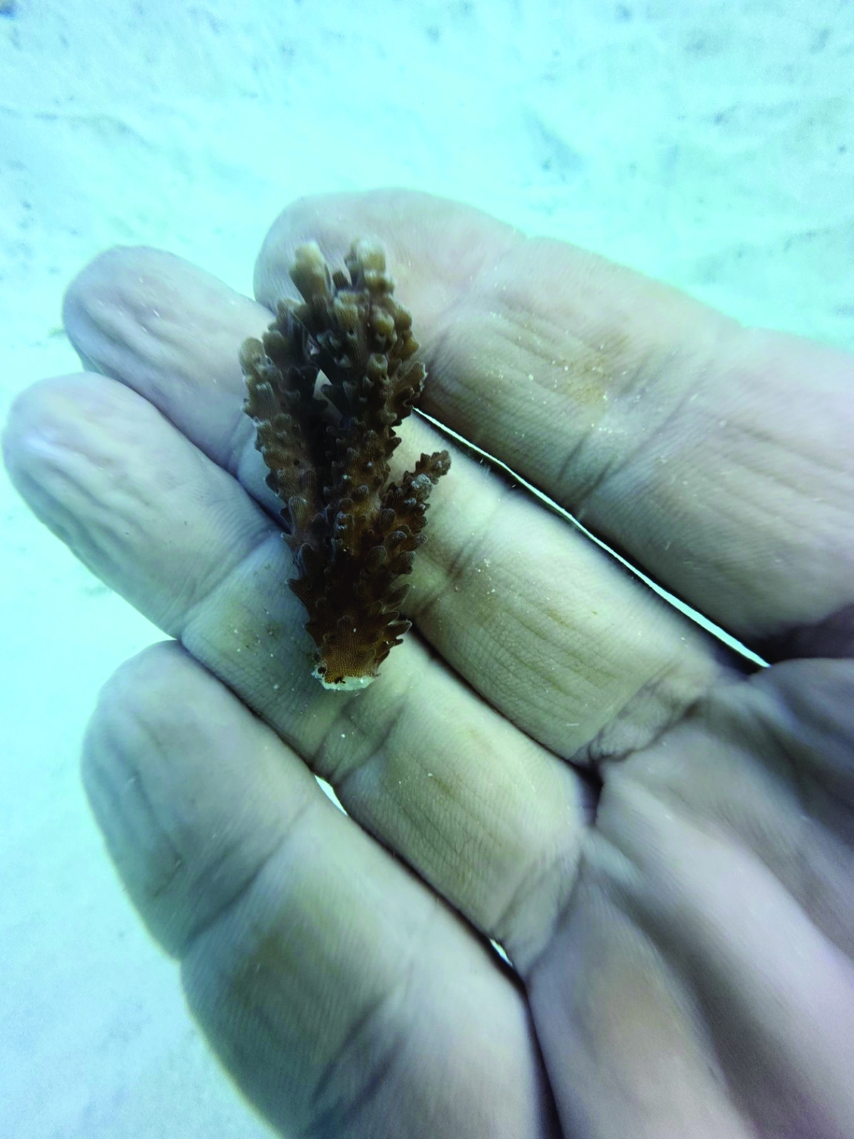 الشعاب المرجانية ثروة للأجيال القادمة