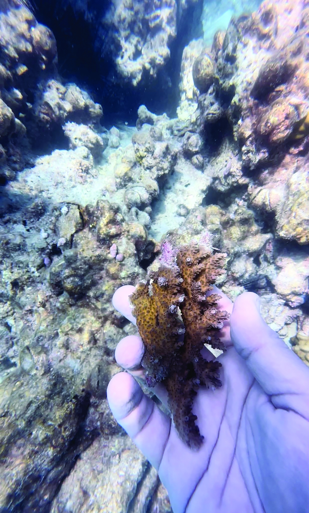 التغيرات المناخية تُجهد الشعاب المرجانية 